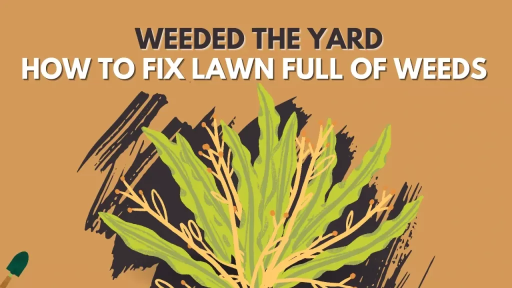 weeds in the lawn