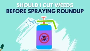 Should I Cut Weeds Before Spraying Roundup? Is It Good