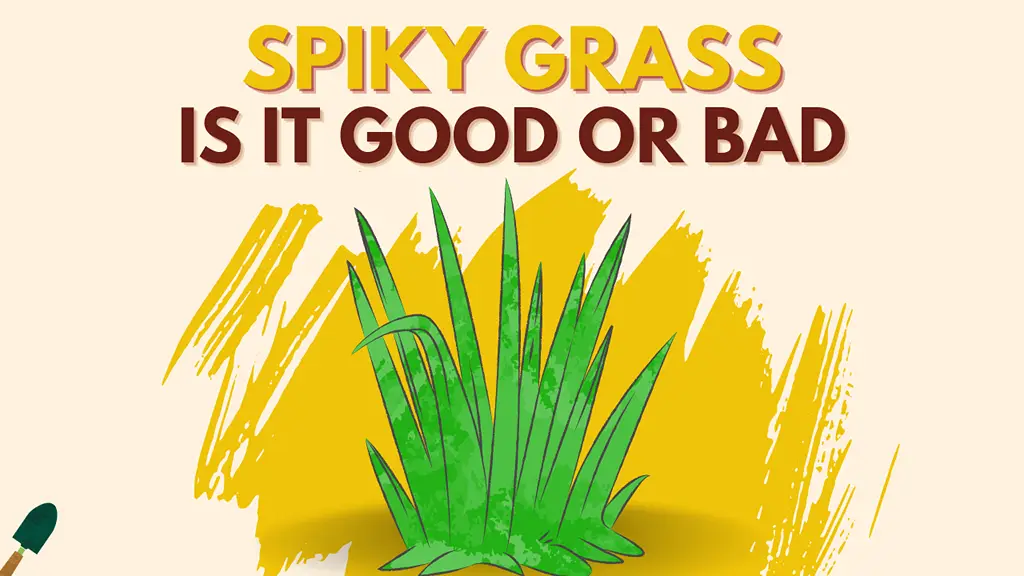 Spiky Grass: Identify Spike grass In Your lawn and garden
