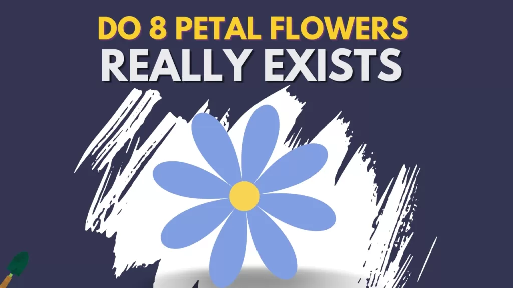 Which flowers Have 8 Petals: The Ultimate List