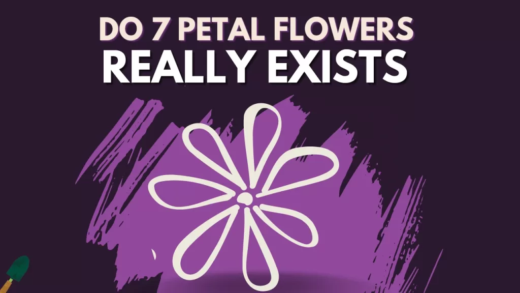 flowers with 7 petals- full list