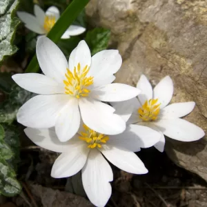 Bloodroot Flower image with 8 petals