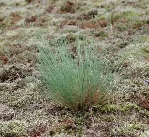 Corynephorus Grass