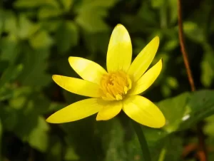 Lesser celandine flower with 8 petals