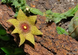 Orbee verrucosa hybrid flower with 7 petals