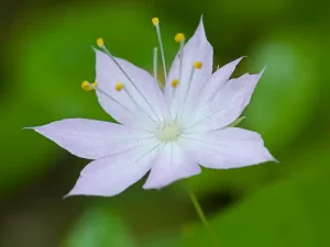 starflower with 7 petals