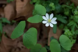 Twinleaf Flower image with 8 petals