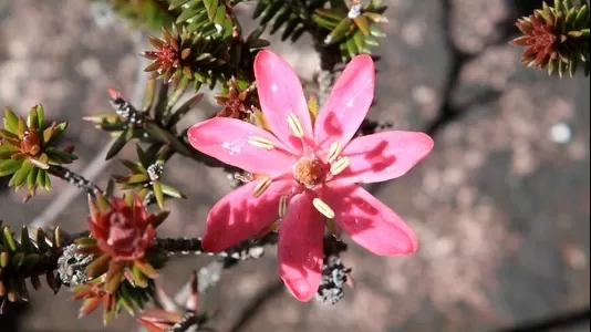 ledothamnus flower with 7 petals