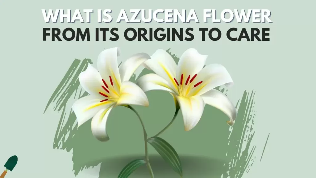 Azucena Flowers: Origins, Types, Growing, Uses, and Care
