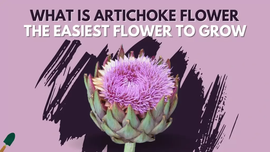 Artichoke Flower: Origins, Types, Growing, Uses, and Care