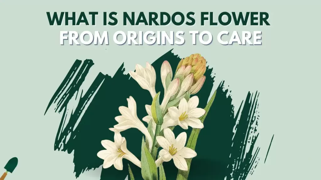What Is Nardos Flower: Origins, Uses, and Care