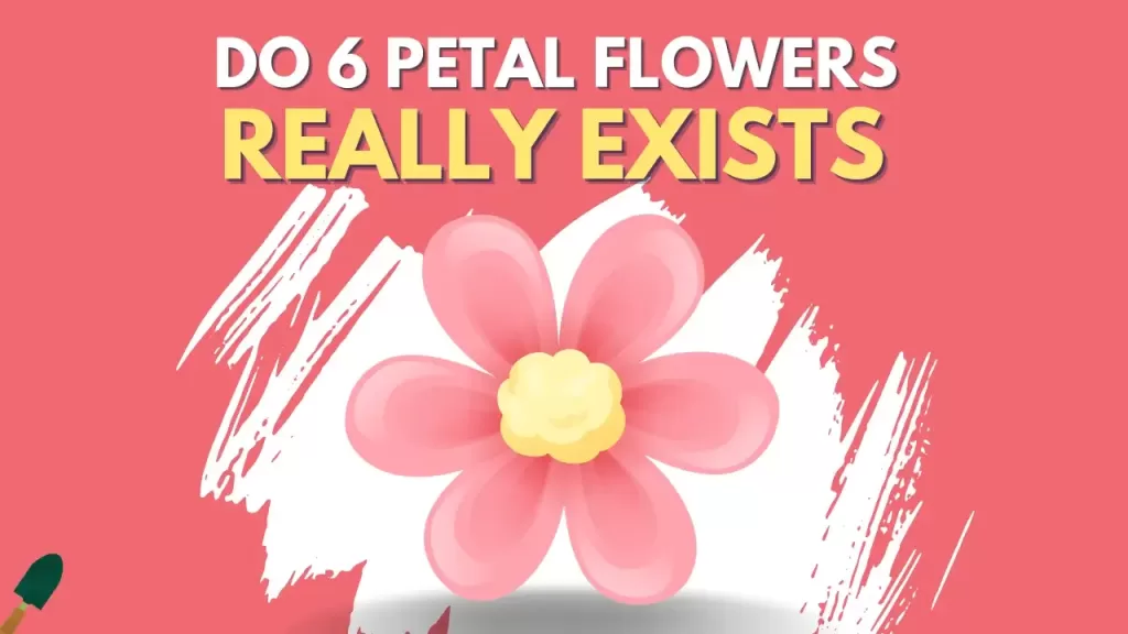 Which Flowers Have 6 Petals? The Ultimate List