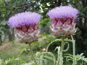 Artichoke_flower - characteristics