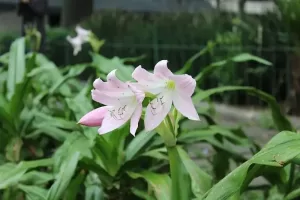 Azucena de rio flower