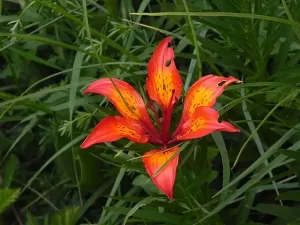 Bulbillenlose Feuerlilie
