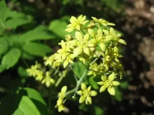 Cohosh - (Caulophyllum thalictroides)