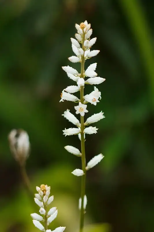 Colicroot (Aletris farinosa)