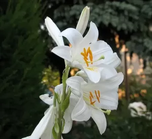 Madona lily flower