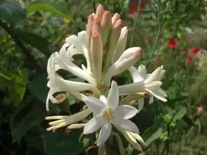 Nardos flower Agave Amica tuberose