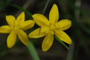 Stargrass Yellow (Hypoxis hirsuta)
