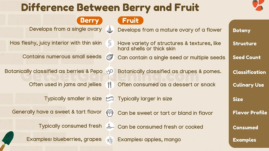 berry vs fruit - the difference between berries and fruits