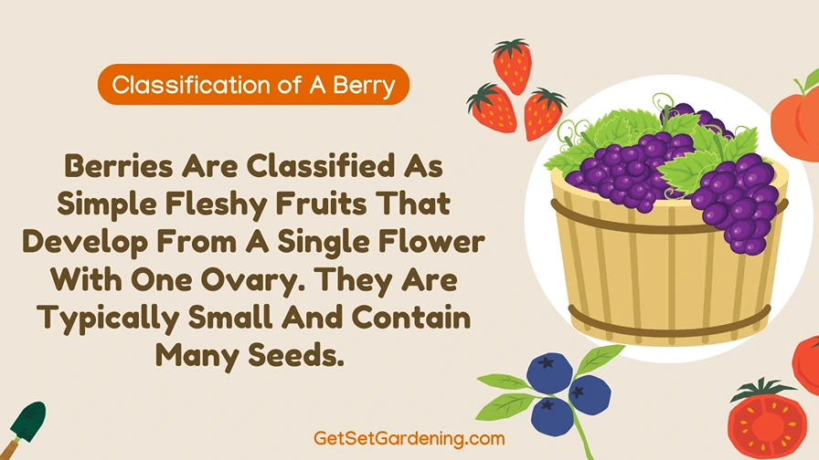 classification of a berry