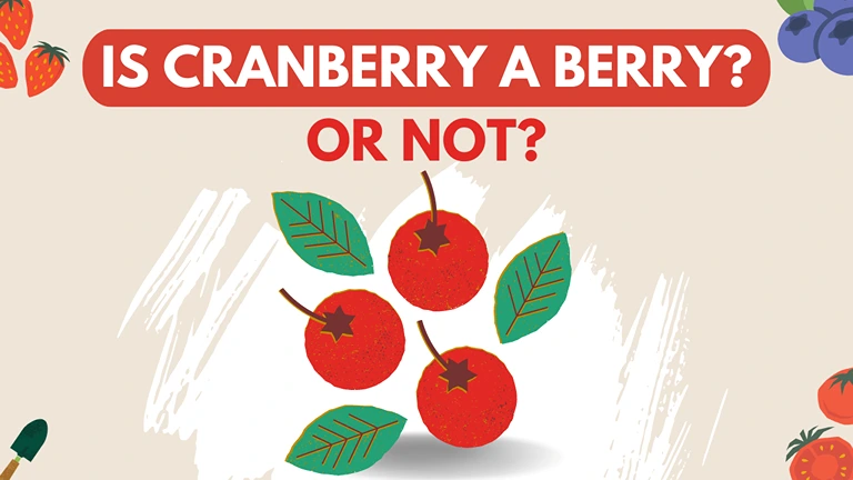 is Cranberry a berry?