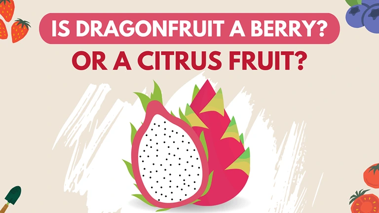 is Dragon fruit a berry or citrus fruit?