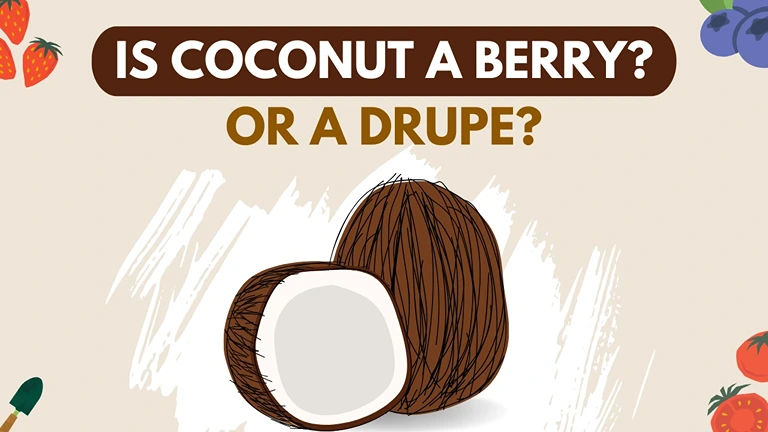 is coconut a berry or a drupe