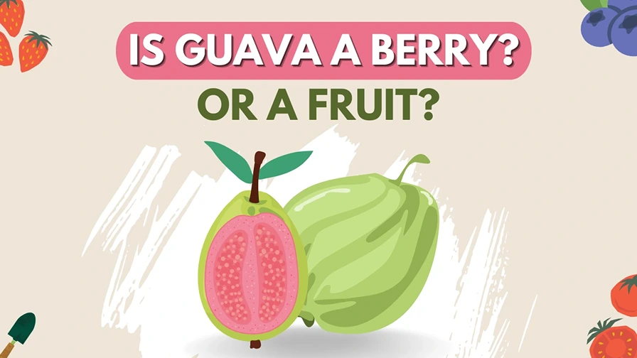 is guava a berry or a fruit - the full truth