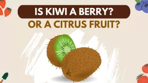 is kiwifruit a berry or citrus fruit?