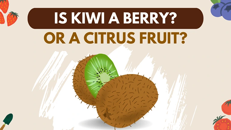 is kiwifruit a berry or citrus fruit?