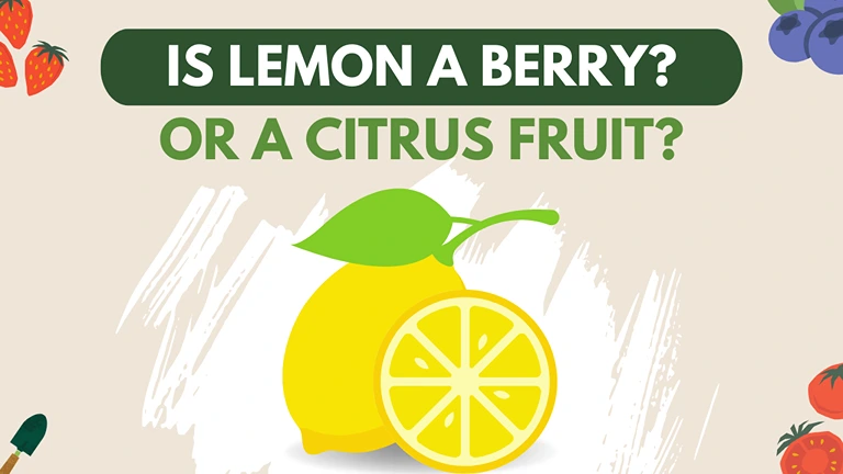 is lemon a berry or citrus fruit