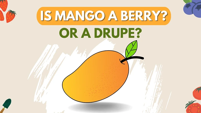 is mango a berry or a drupe?