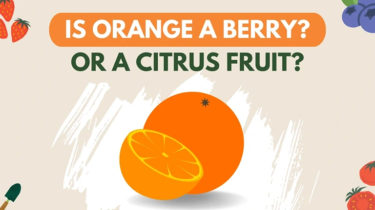 is orange a berry or citrus fruit?