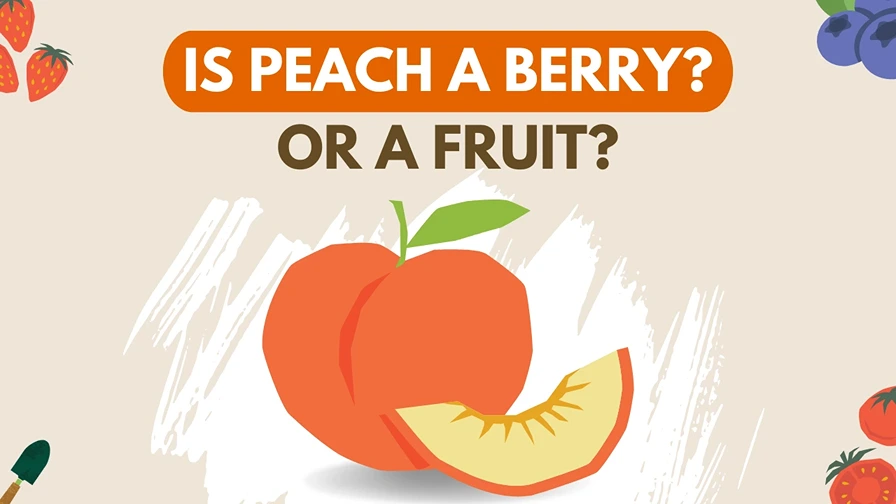 is peach a berry or a fruit?