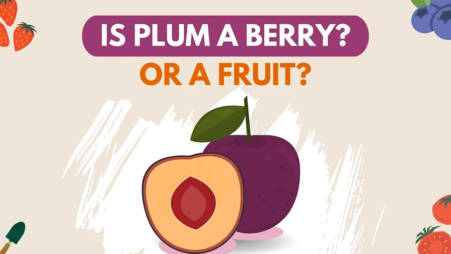is plum a berry or a fruit?