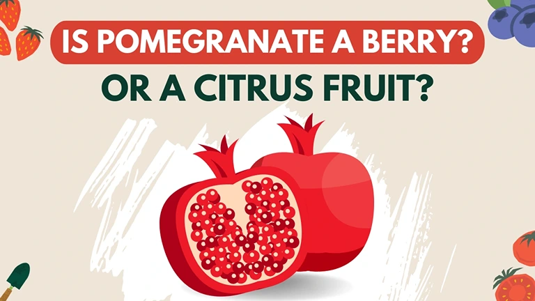 is pomegranate a berry or citrus fruit