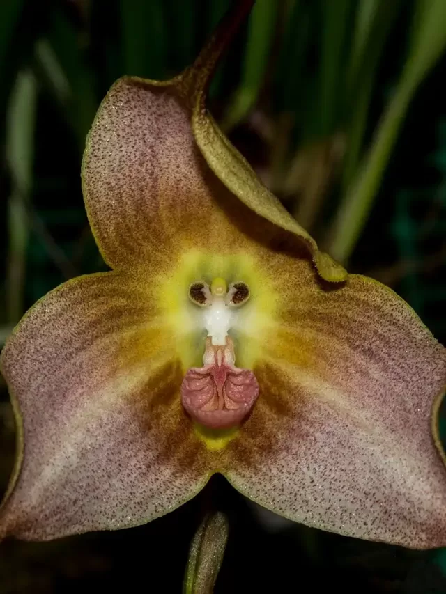 10 Unbelievable Plants You Won’t Believe Exist!