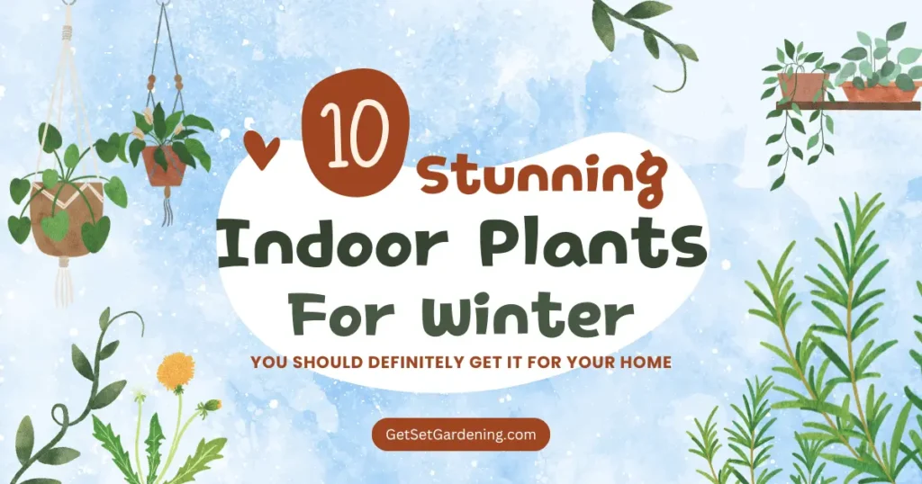Indoor Plants for Winter Image