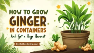 How to Grow Ginger in Containers And Get a Huge Harvest