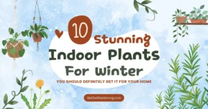 Indoor Plants for Winter Image