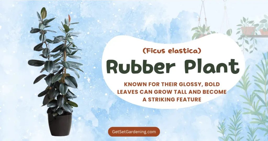 Rubber Plant (Ficus elastica) Rubber Plant (Ficus elastica)
