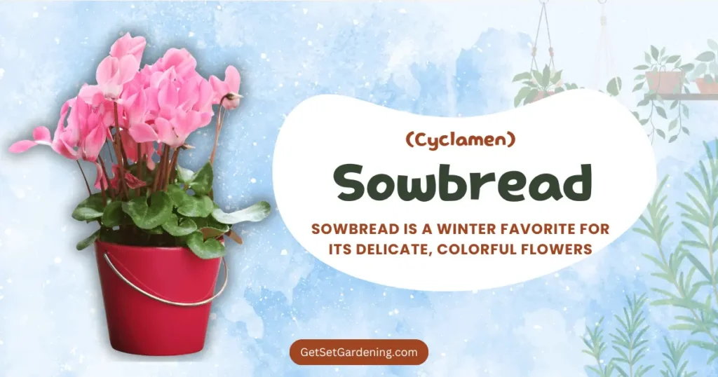 Sowbread (Cyclamen) Sowbread (Cyclamen)