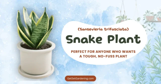 Snake Plant (Sansevieria trifasciata) Snake Plant (Sansevieria trifasciata)