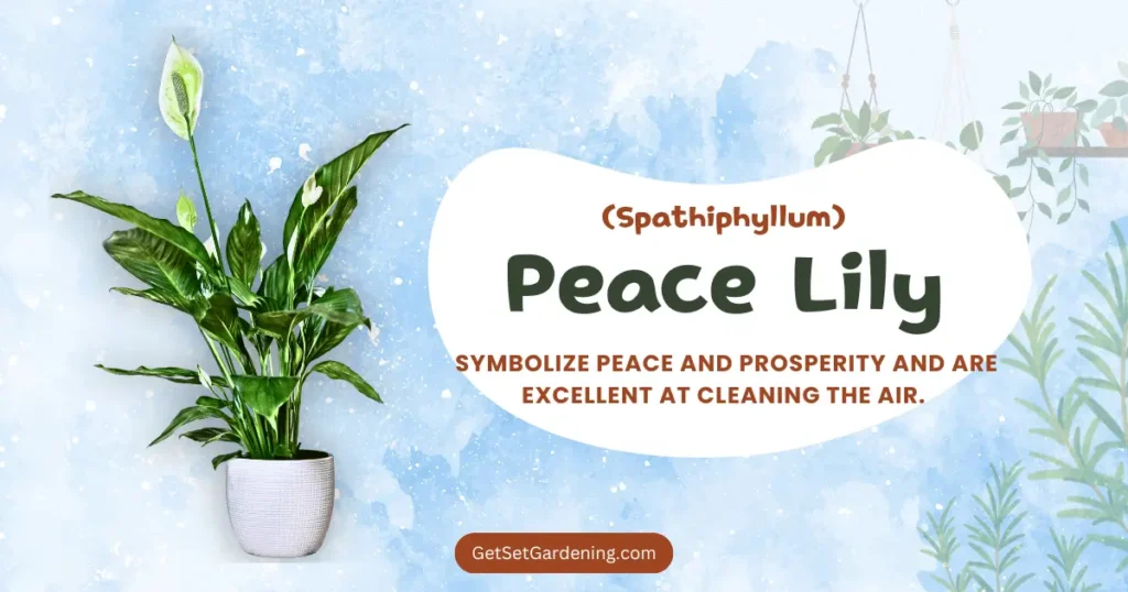 Peace Lily (Spathiphyllum) Peace Lily (Spathiphyllum)