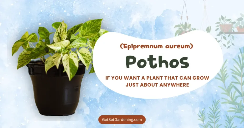 Pothos (Epipremnum aureum) Pothos (Epipremnum aureum)