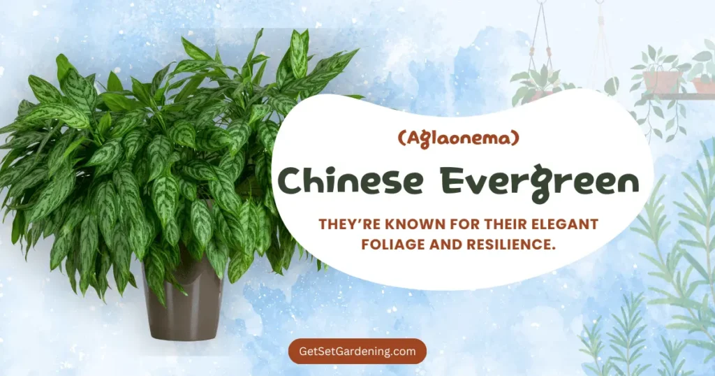Chinese Evergreen (Aglaonema) Chinese Evergreen (Aglaonema)