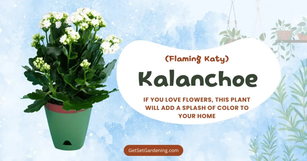 Kalanchoe (Flaming Katy) Kalanchoe (Flaming Katy)