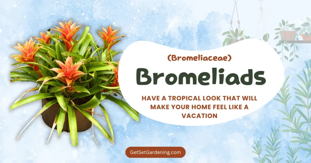 Bromeliads (Bromeliaceae) Bromeliads (Bromeliaceae)